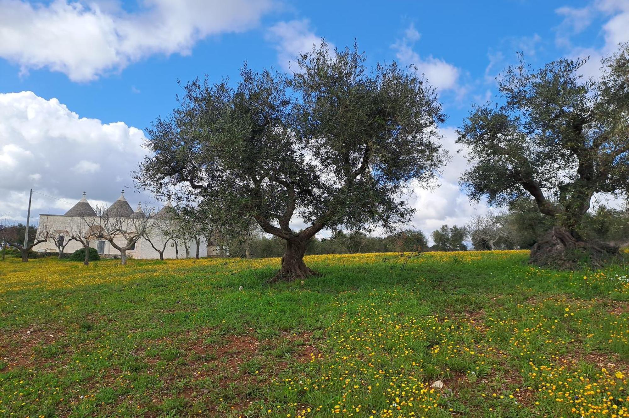 Trulli Carlo Anna Villa Locorotondo Buitenkant foto
